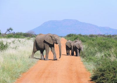 Majestátne slony v Madikwe