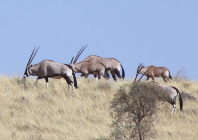 Oryx v divočine