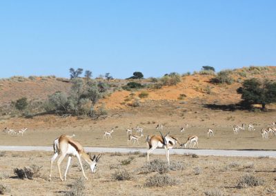 Springbok v divočine